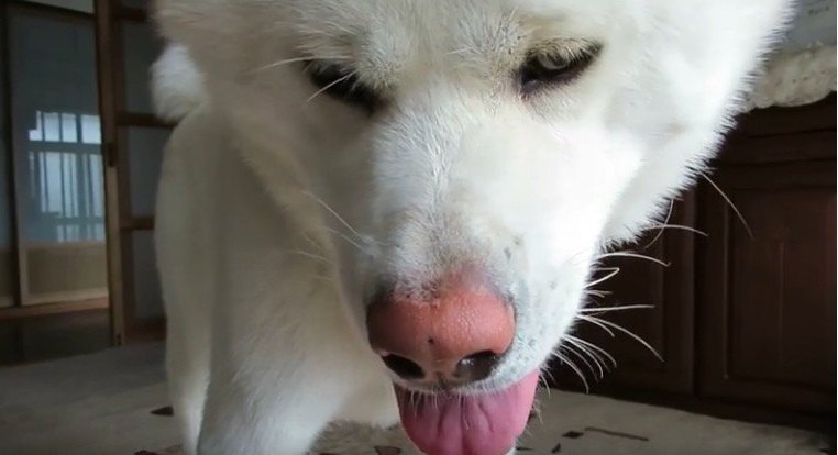 犬あるあるかも？飼い主を舐めて塩分と鉄分を摂取する秋田犬