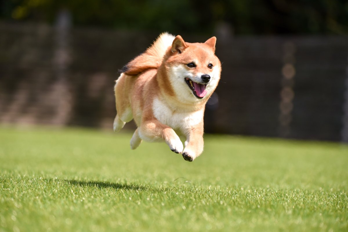犬が『急にダッシュする』心理５選　いきなり走り出すワケや興奮状態が悪化するタブー行為まで