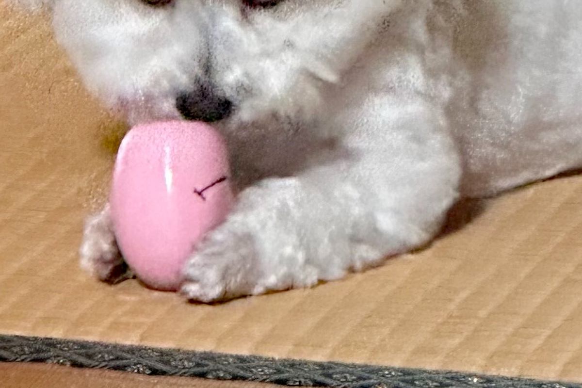 『絶対に取られたくない』おもちゃを離さない犬→顔を見てみると…あまりにも悪すぎる『衝撃の表情』に1万いいね「ヤバすぎて草」「好きｗｗ」
