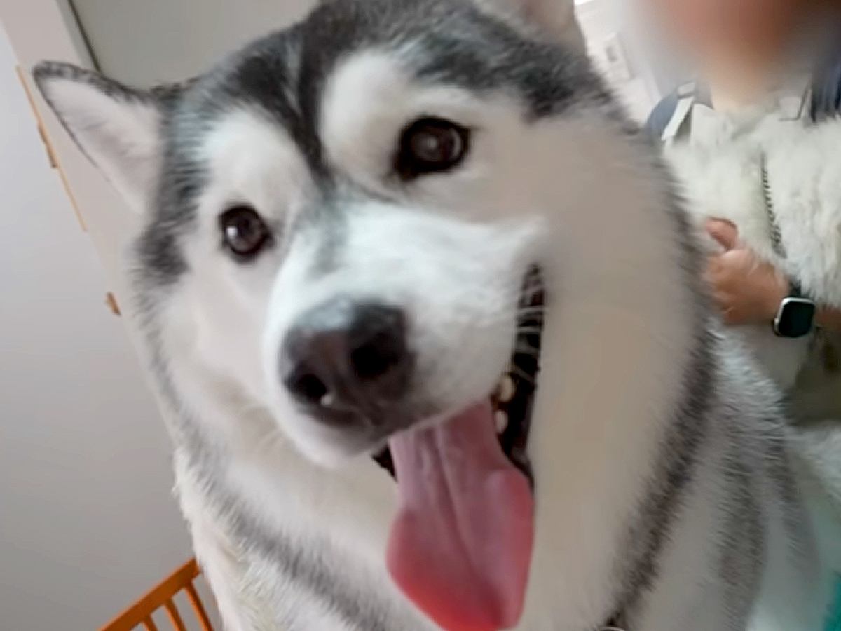 ハスキー犬の兄弟がトリミングへ→兄犬の番になった瞬間…あまりにも邪魔すぎる『まさかの行動』が5万再生「お笑い担当ｗ」「お兄ちゃん大好き」