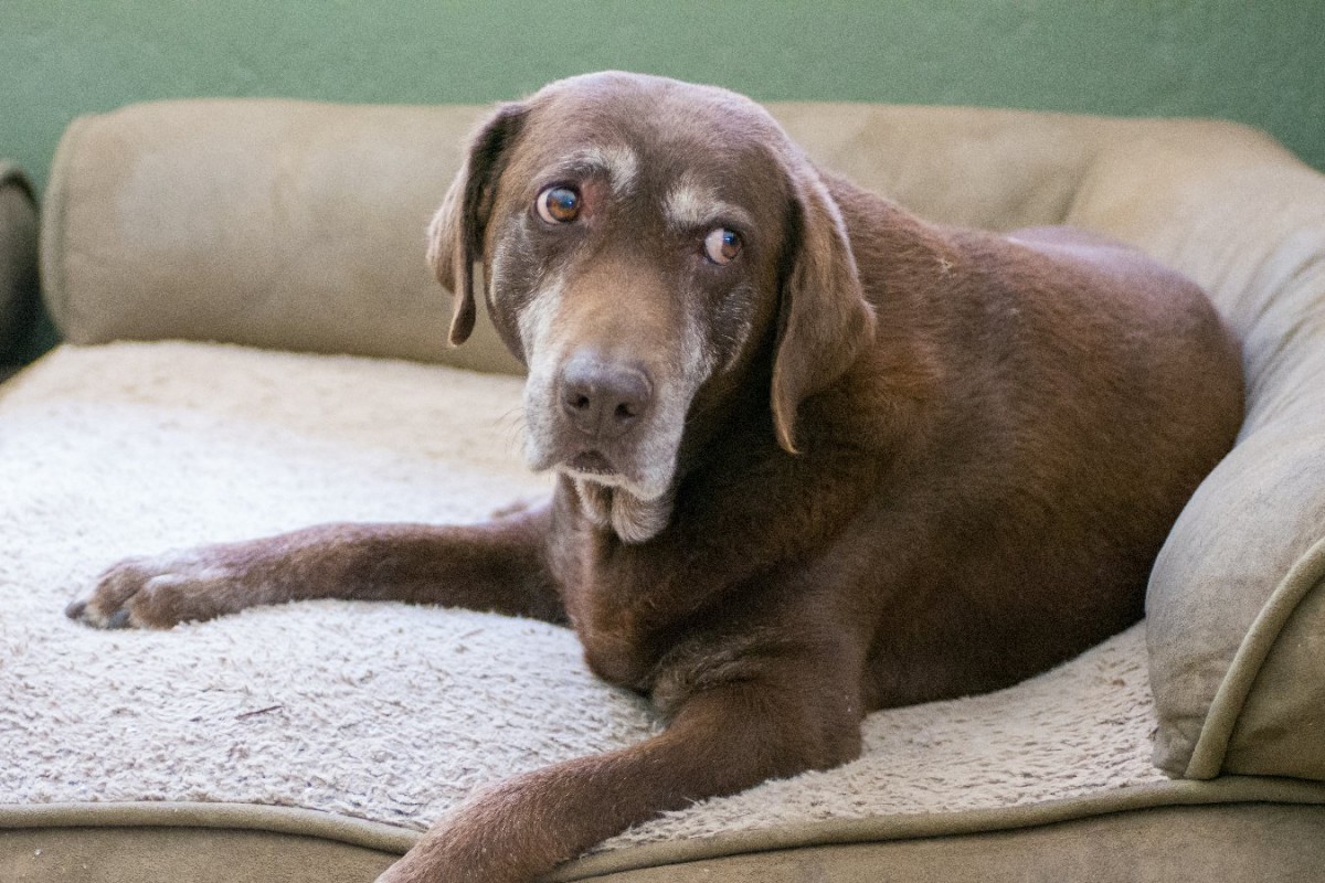 老犬の長時間の留守番は避けるべき？飼い主が取るべき6つの対応や選択肢とは？