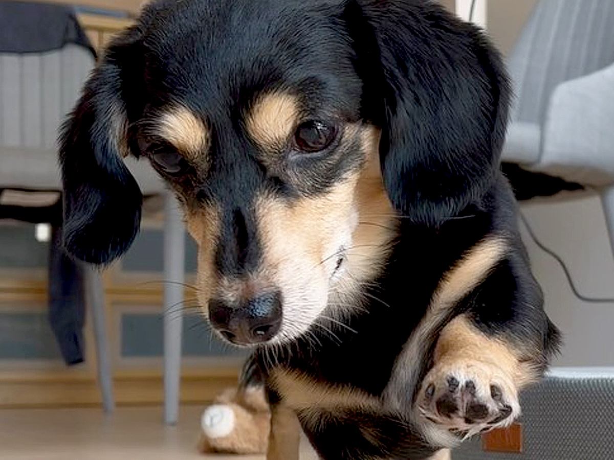 食べ物から目を離さない犬に『おて』と言った結果…まるで歌舞伎役者？中毒性が高すぎる動きに131万再生の反響「歩き方ｗｗ」「爆笑した」