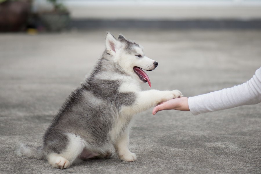 犬との信頼関係を築くメリット2つ！信頼されないとどうなる？