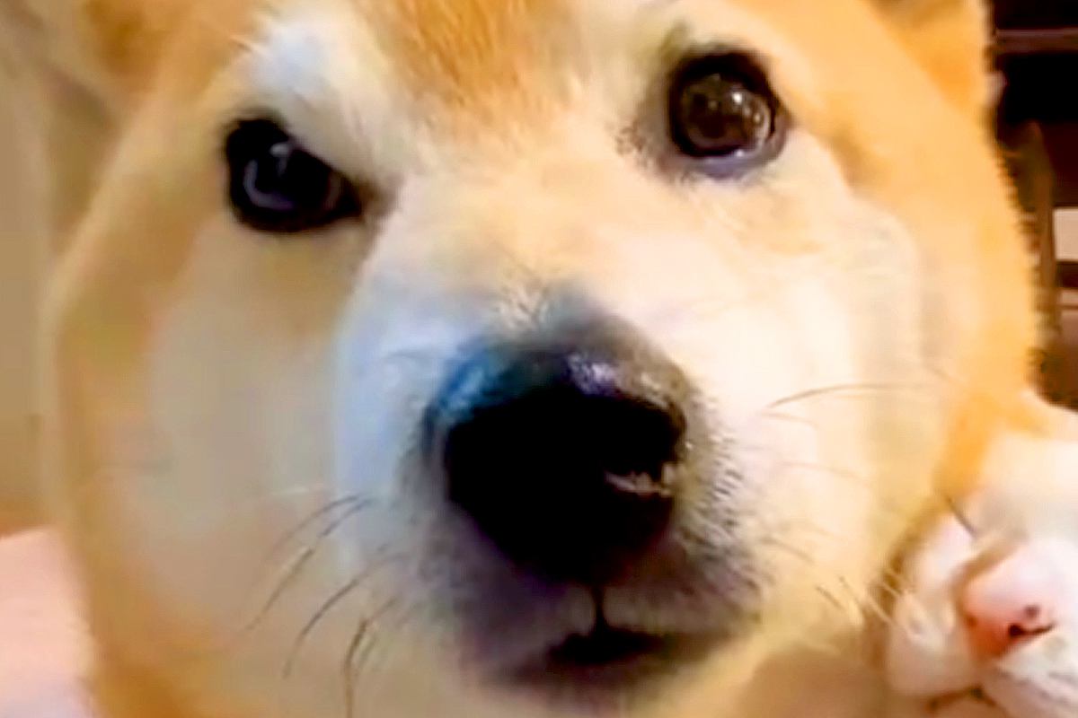 三毛猫が『13歳のおじいちゃん犬』を愛しすぎた結果→常に『大好き』とくっつき…あまりにも尊い光景が142万再生「素敵な家族」「泣けた」