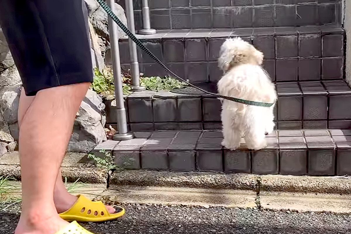 散歩中、大好きなお友達の家に立ち寄る犬→何日も待ち伏せして…まるでストーカーのような光景に反響「つきまとわれたいｗ」「健気で可愛い」