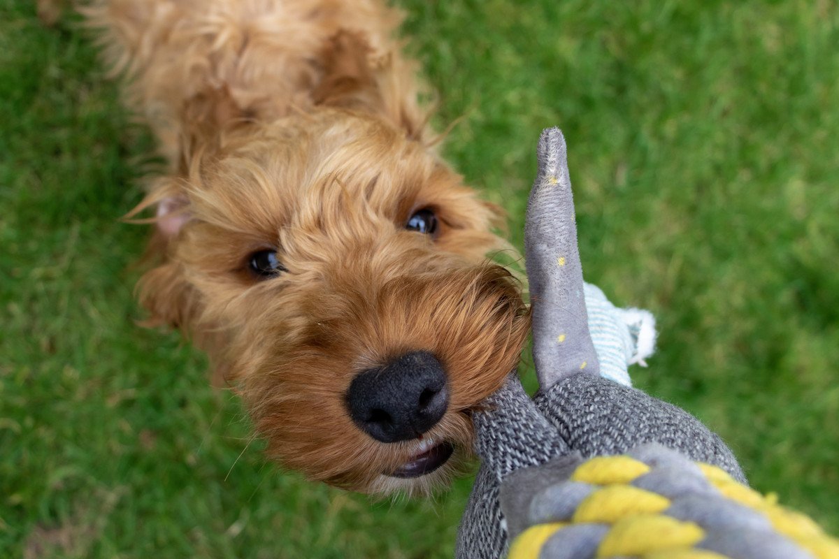 犬がおもちゃに唸っている時の心理3選！楽しいから？それとも本能？