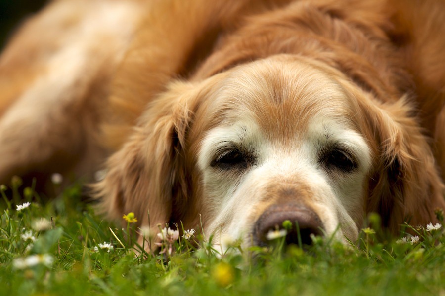 「老犬介護」で大変な５つのこと