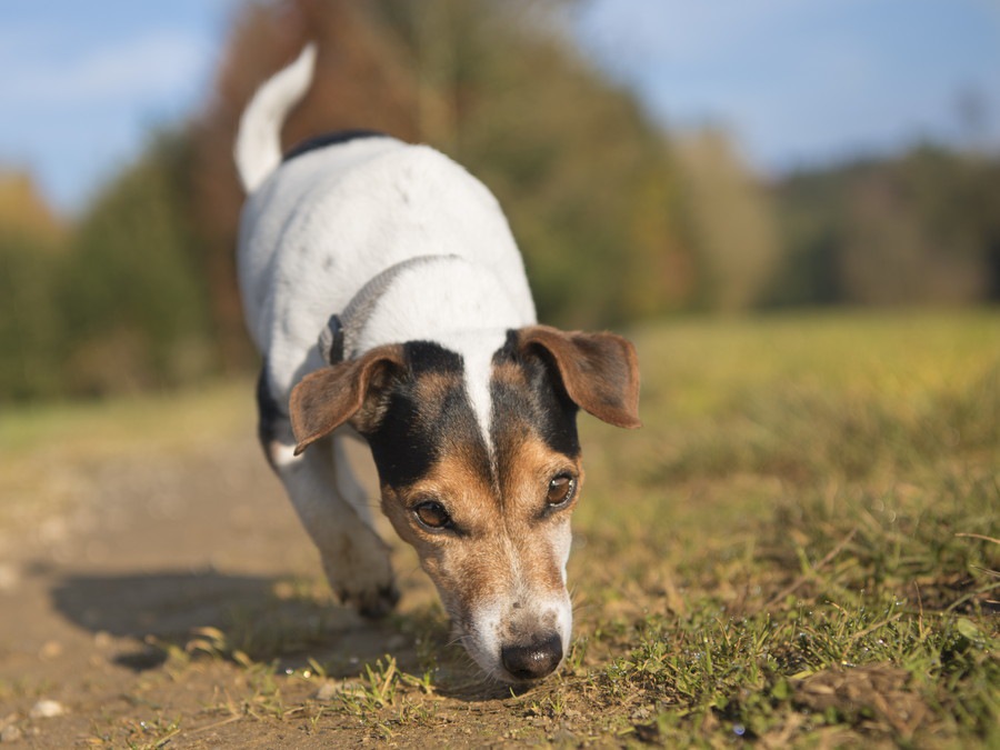 犬が嗅ぎ分けられる3つのもの