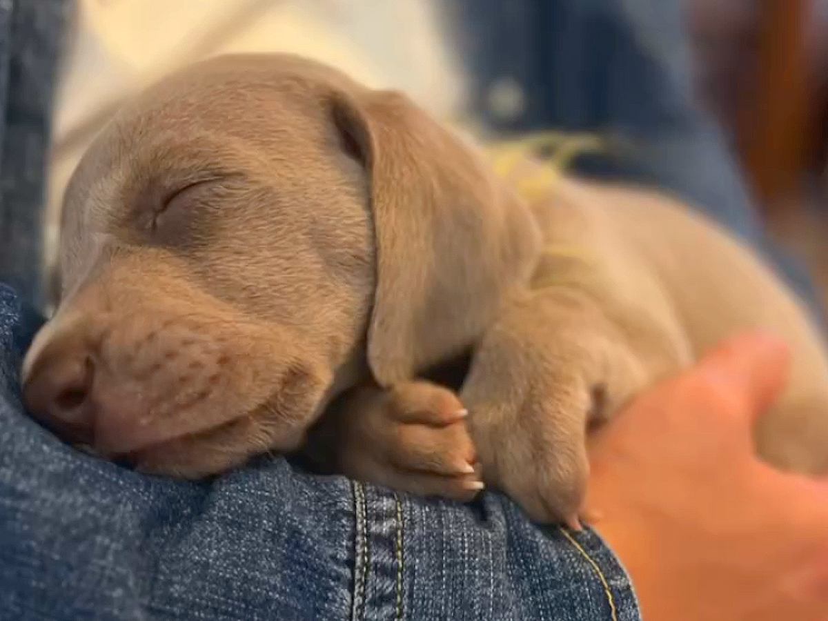 犬を飼うことに反対していた夫→1年後『犬との暮らしを教えてくれて…』現在の光景に感動「気付いたら泣いてた」「愛が溢れてる」と3万再生