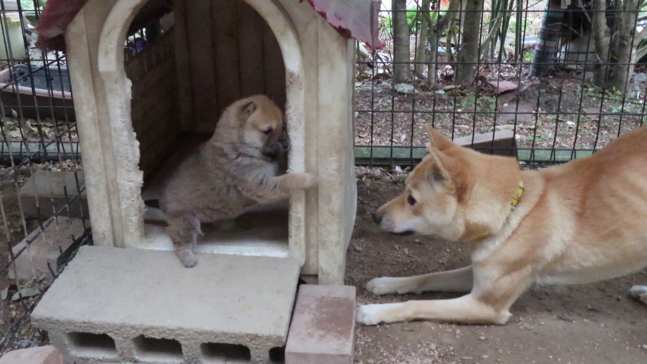 『いちいちついてくんなや！』反抗期真っ只中な子犬と母犬の攻防が可愛いと話題「目つきたまらん」「ドヤ顔が愛おしい」