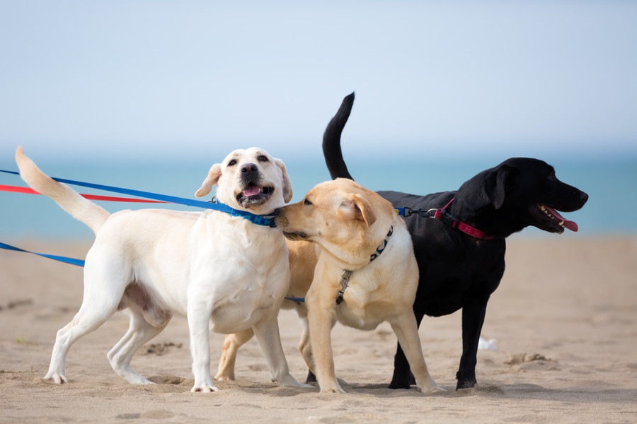 人気の大型犬６選！性格や飼う時の注意点まで