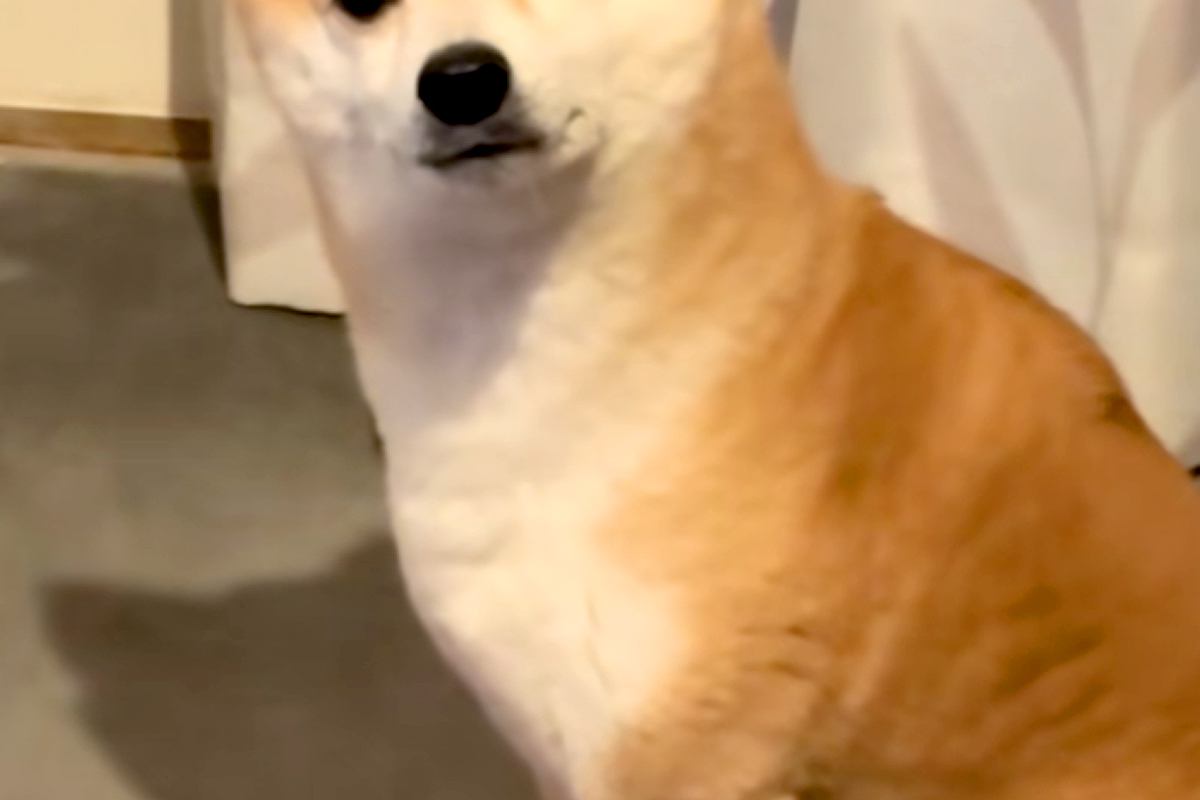 暖かくなってきたので、ストーブを消した結果→犬が『なぜですか？』と訴えてきて…切実すぎる『表情と態度』に反響「なんちゅう顔ｗ」「爆笑」