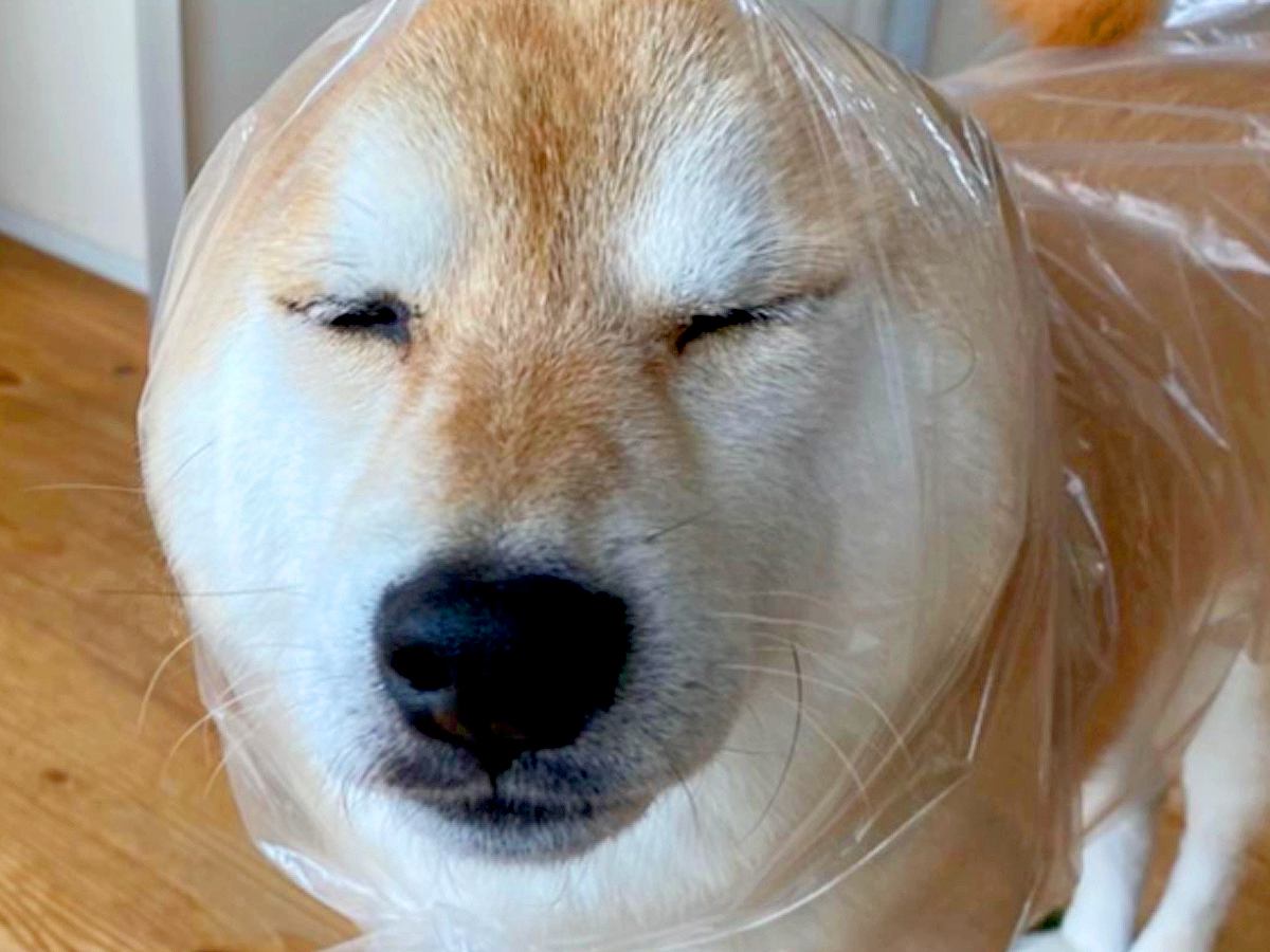 犬の『雨の日コーデ』を記録した結果…センス抜群な『手作りレインコート』に17万再生の反響「斬新ｗ」「なんで似合うんだよｗ」と絶賛続々