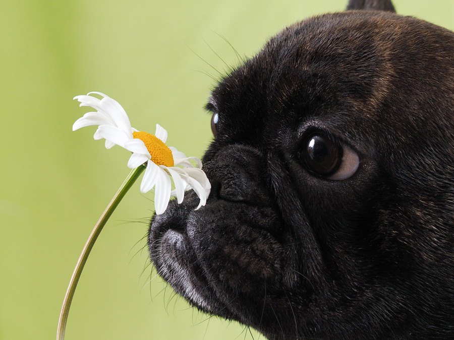 老犬が臭くなる４つの原因と対策