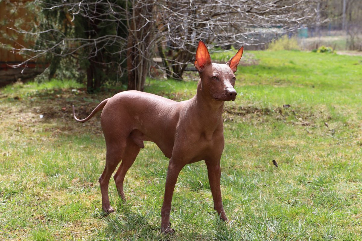 【獣医師監修】ペルービアン・ヘアレス・ドッグってどんな犬種？特徴と性格や飼い方・価格相場まで解説