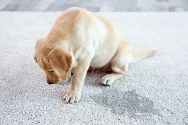 犬だってやきもちを焼くし、いつも愛情を注いで欲しいのです