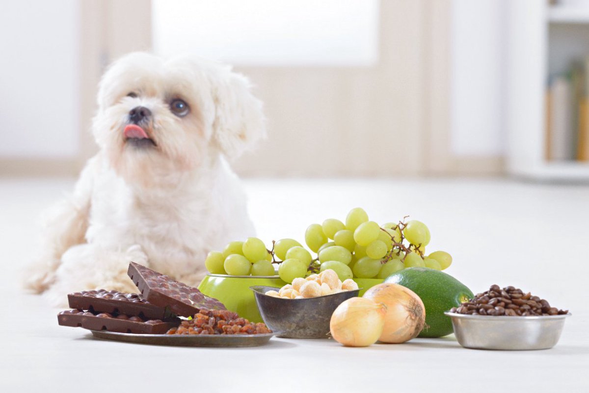 犬に絶対NGな『秋の食材』3選