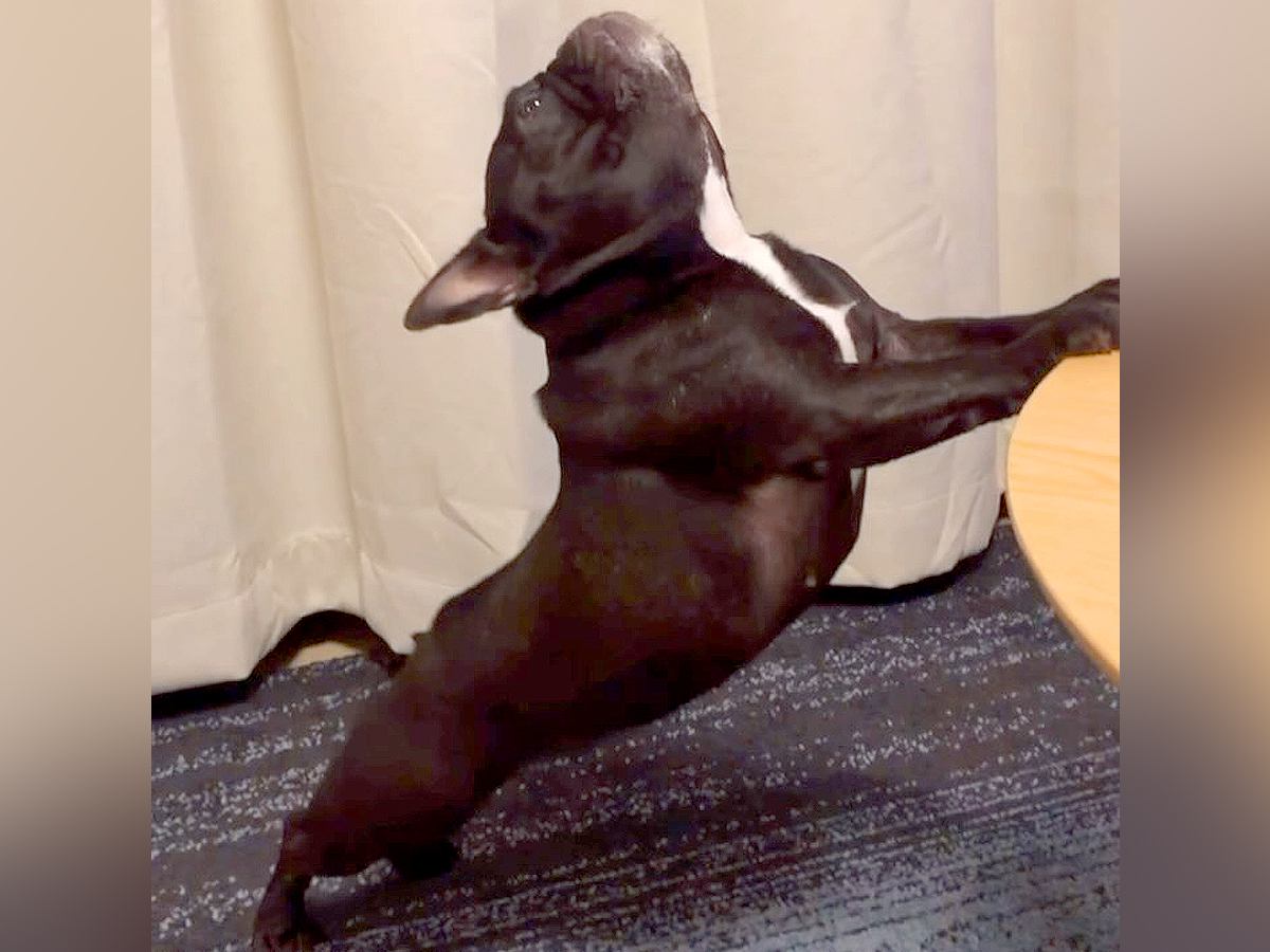 毎日ストレッチを欠かさない犬→まるで『ヨガの先生のような行動』に絶賛の声「生徒になれますか？」「美しい…レッスン希望です」と4万再生