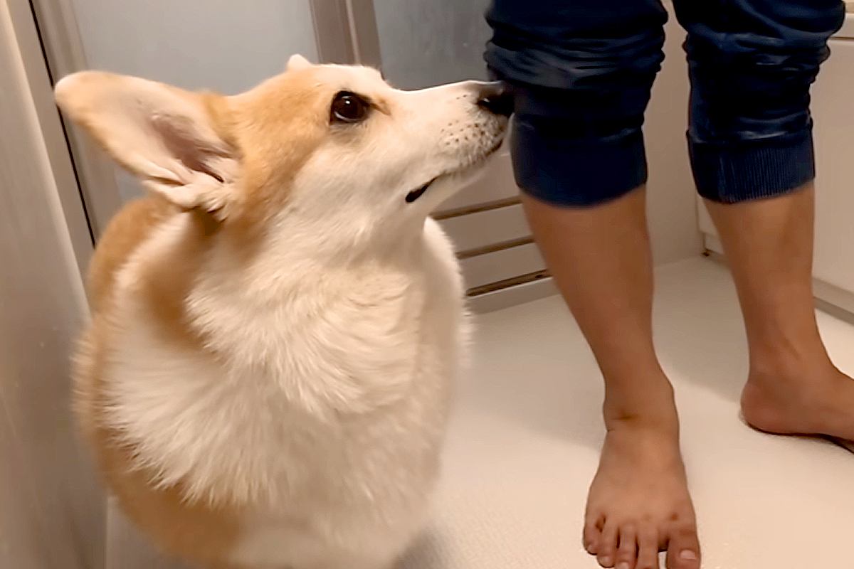 夜中、犬をお風呂に入れた結果→洗い始めた途端に『文句』が止まらなくなって…思った以上の『ブチギレ』に反響「歯ぐきｗ」「ムキ顔も可愛い」
