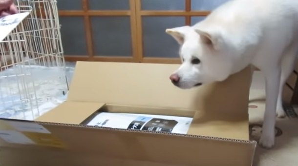 なんだなんだ？自分宛の荷物の開封を手伝うワンコ