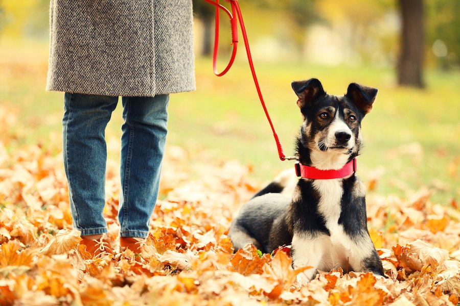 愛犬と一緒に紅葉狩り♡行き先選びのポイント７つ