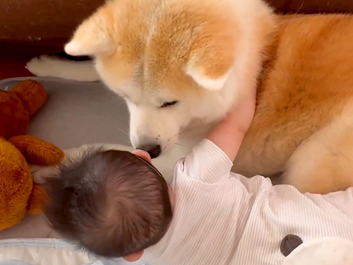 秋田犬と一緒に転がる赤ちゃん→『初めてのモフモフ』を知ってしまった結果…尊すぎる『お互いの反応』が2万いいね「なんて可愛さなんだ…」