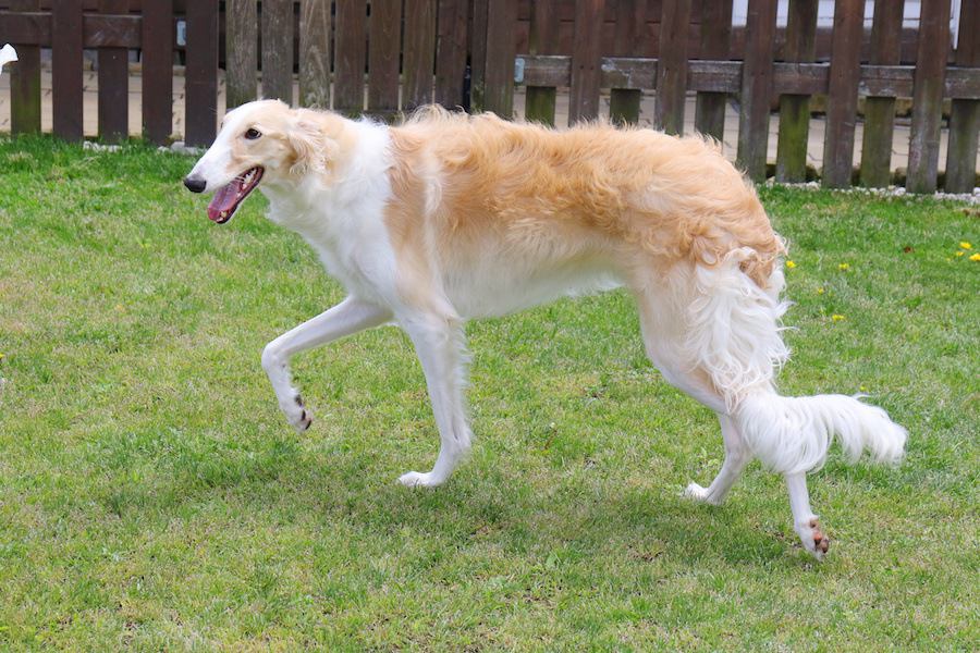 スタイル抜群な犬種4選