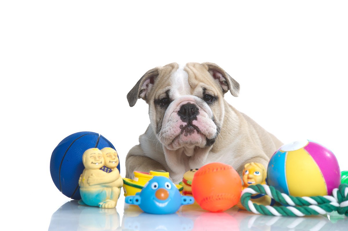 犬がすぐに興味を無くしてしまう「おもちゃ」の特徴3つ！喜んでもらうための選び方とは？