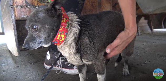 犬に襲われケガした小型犬を保護。傷口から感染症を発症していました