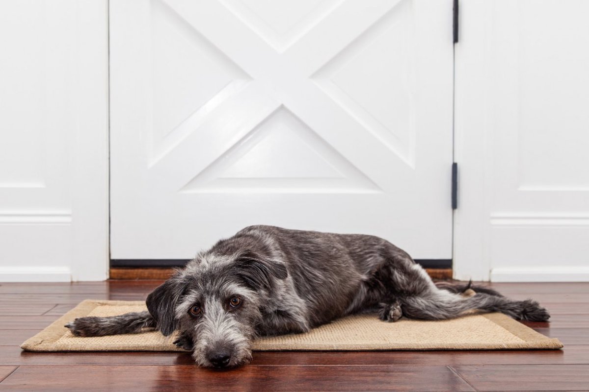 犬がトイレ前で飼い主を待っている時の心理4つ