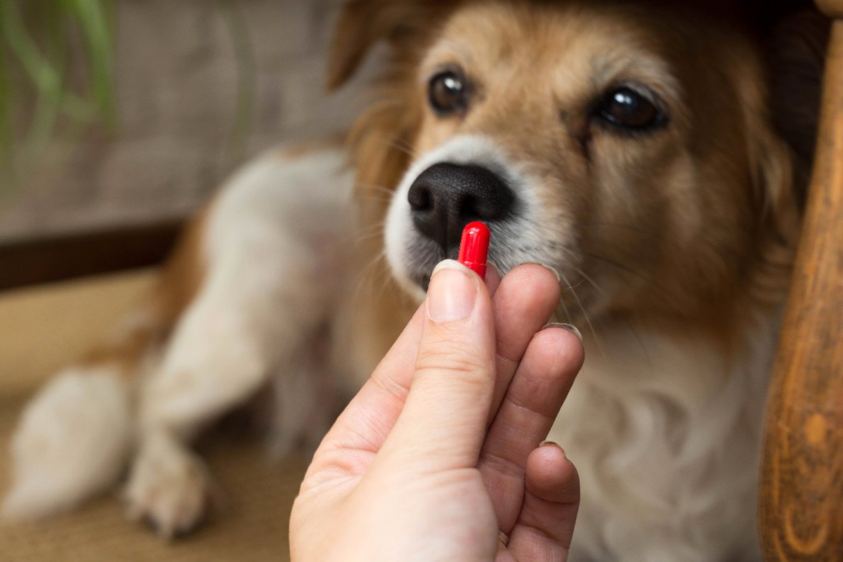 犬に絶対してはいけない『薬の飲ませ方』3選