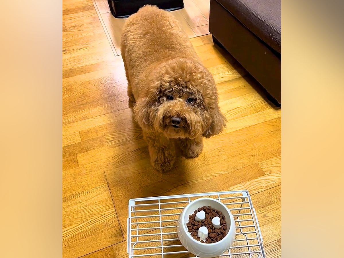 『よし』と言ってもご飯を食べない犬→なぜか『チョキチョキ』と言うと…まるでコントな『謎のこだわり』が69万再生「無理かわいいｗｗ」と爆笑