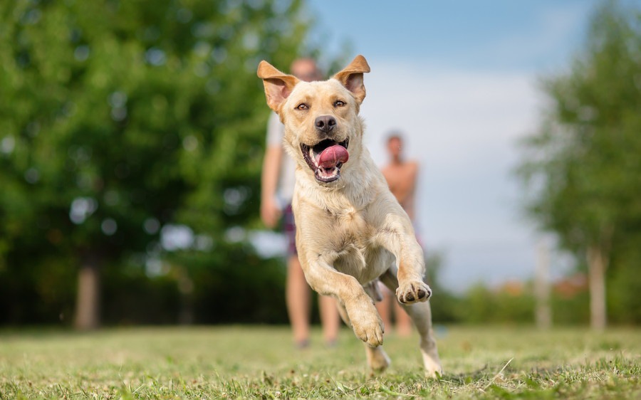 世界一足が速い犬種とは？【時速50㎞超えも】