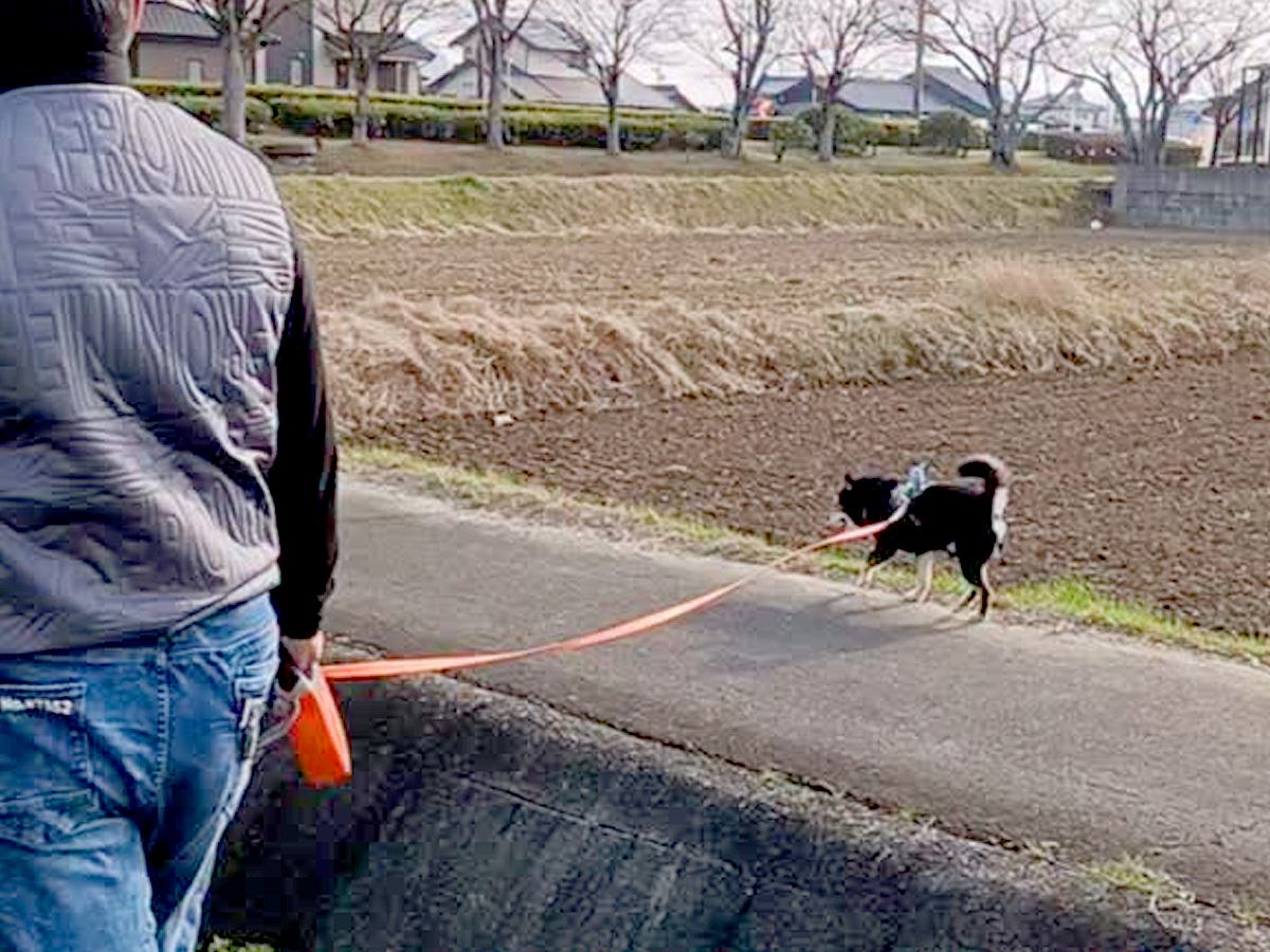 お父さんと散歩をする犬→想定以上に自由すぎて…『愛犬ファースト過ぎる光景』が微笑ましいと69万再生「電柱と抱き合うの草」「信頼ありきｗ」