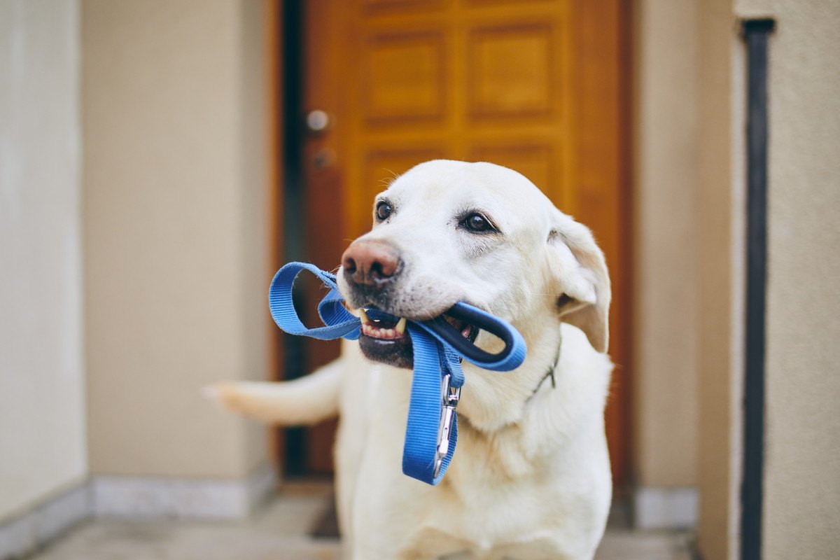 犬がムシャクシャしている時にする行動3選！原因から紐解く解消法とは