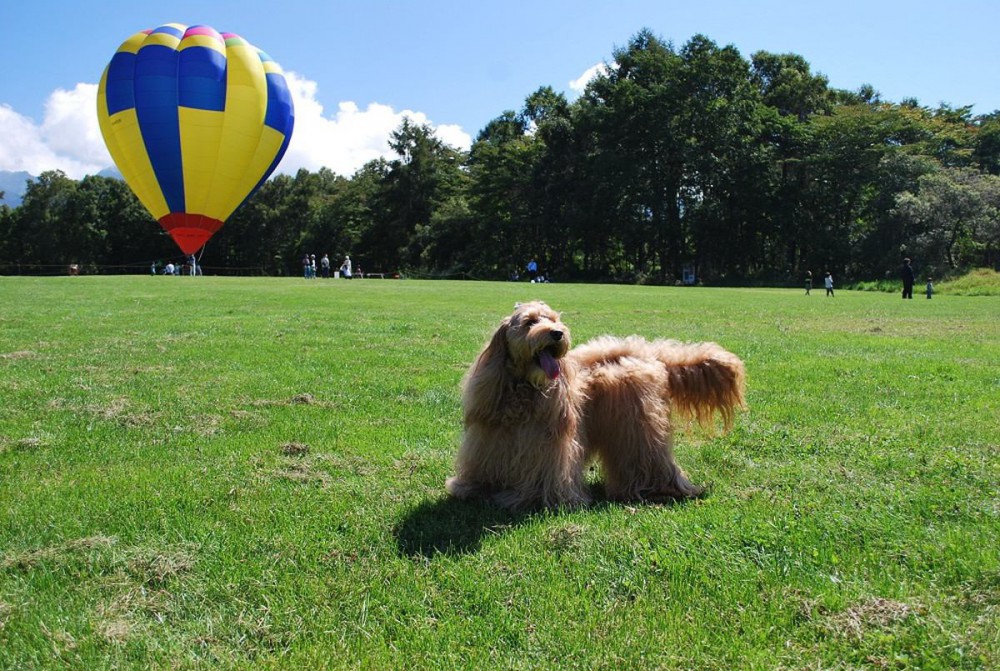 愛犬の恐怖感や緊張感を和らげる『バッチフラワーレメディ』って何だろう？