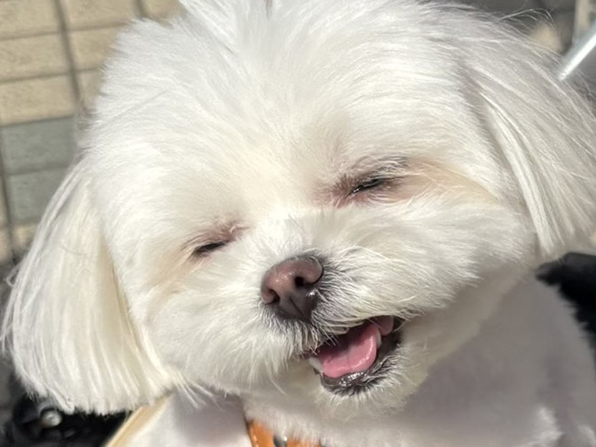マクドナルドの店員さんに『かわいい！』と褒められた犬→ご機嫌で見せた『可愛すぎる表情』が224万表示「いい笑顔」「世界を救う」と絶賛