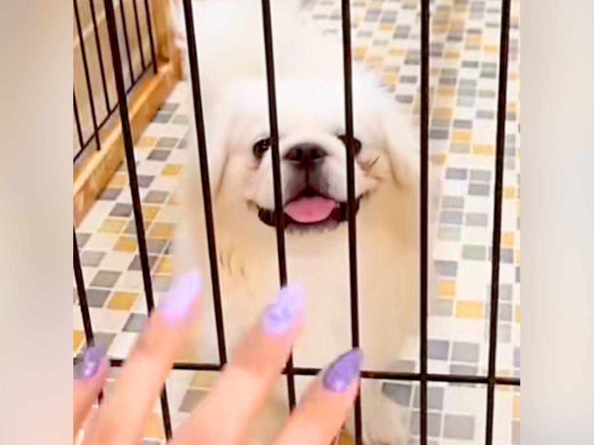 『あっ、まだいる』常に売れ残っていたボロボロの犬を飼った結果…素敵すぎる『現在の光景』が10万再生「表情が全然違う」「愛って素晴らしい」