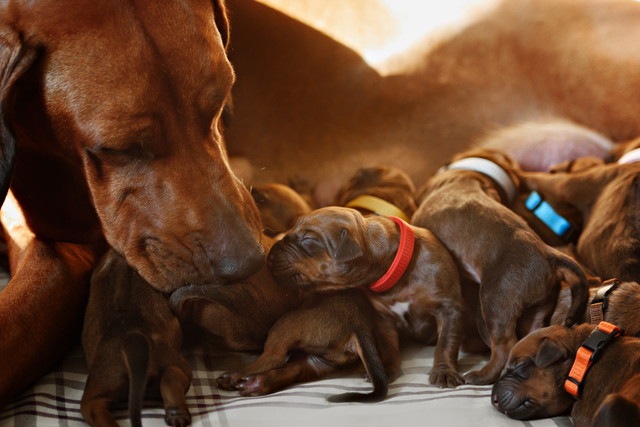 犬は一度に何匹の仔犬を産めるのか？