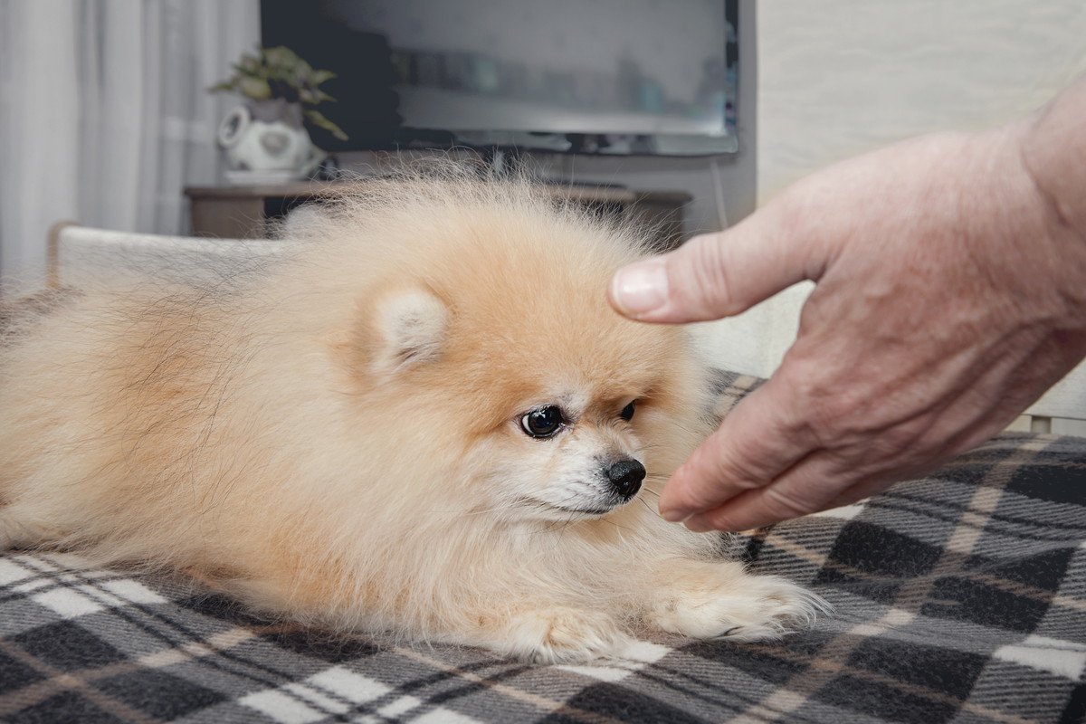 初対面の犬にしてはいけない『間違った挨拶の仕方』4選！正しい方法は？