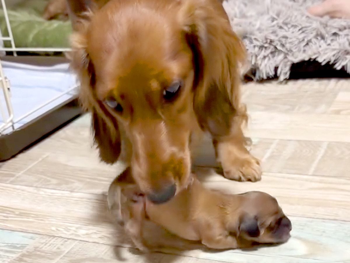 『なんだろ、泣ける…』赤ちゃん犬が鳴き声をあげると、ママ犬が迎えに来て…『母性にあふれた行動』が155万再生「優しい」「すごい」の声