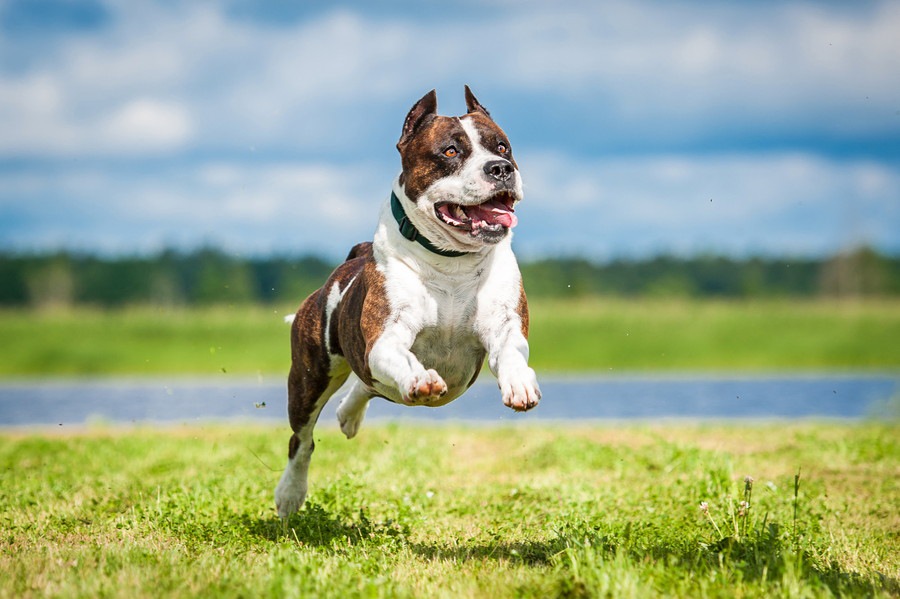 アメリカが原産の犬種22選！特徴も合わせてご紹介