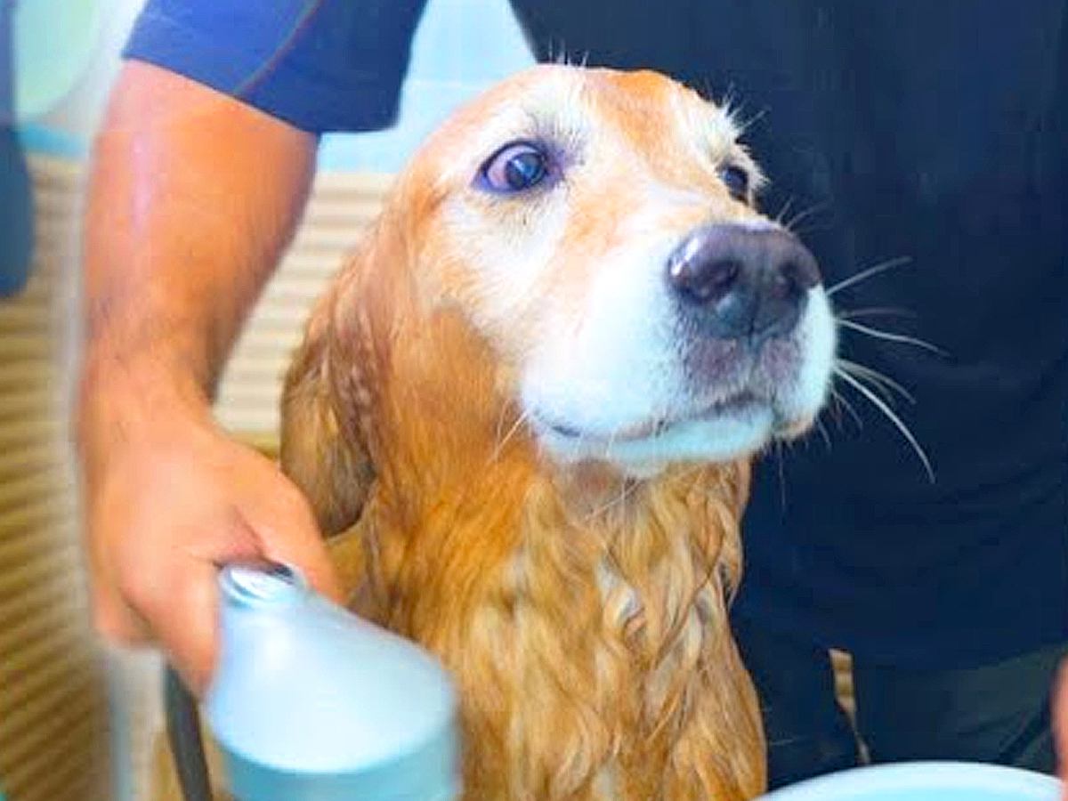 『お風呂が嫌すぎる大型犬』が…思った以上に『感情がすべて顔に出てしまう光景』が可愛すぎると12万再生「断固拒否の顔で草」「たまらんｗ」