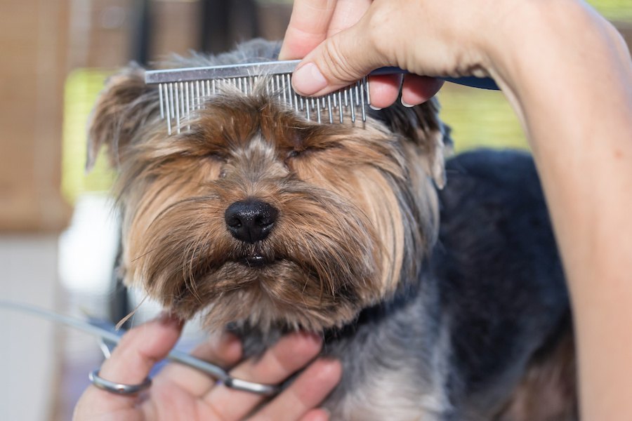 なぜトリミングが苦手な犬がいるの？主な理由と対処法