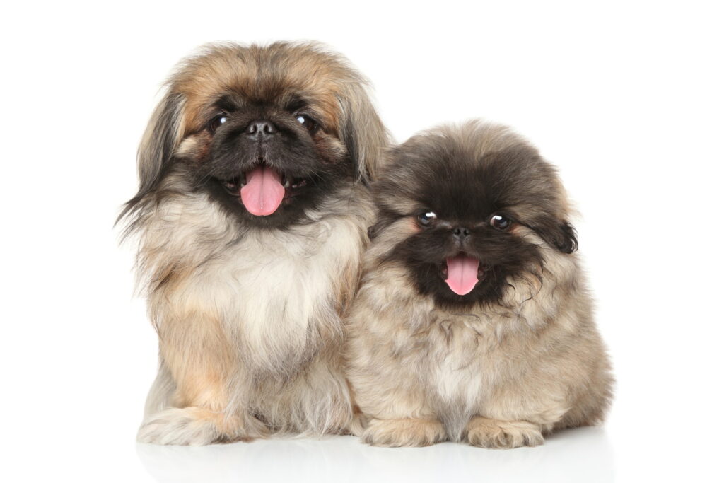 【獣医師監修】ペキニーズの体重は何kg？成犬の理想体重・子犬の体重推移と適正体重の見分け方