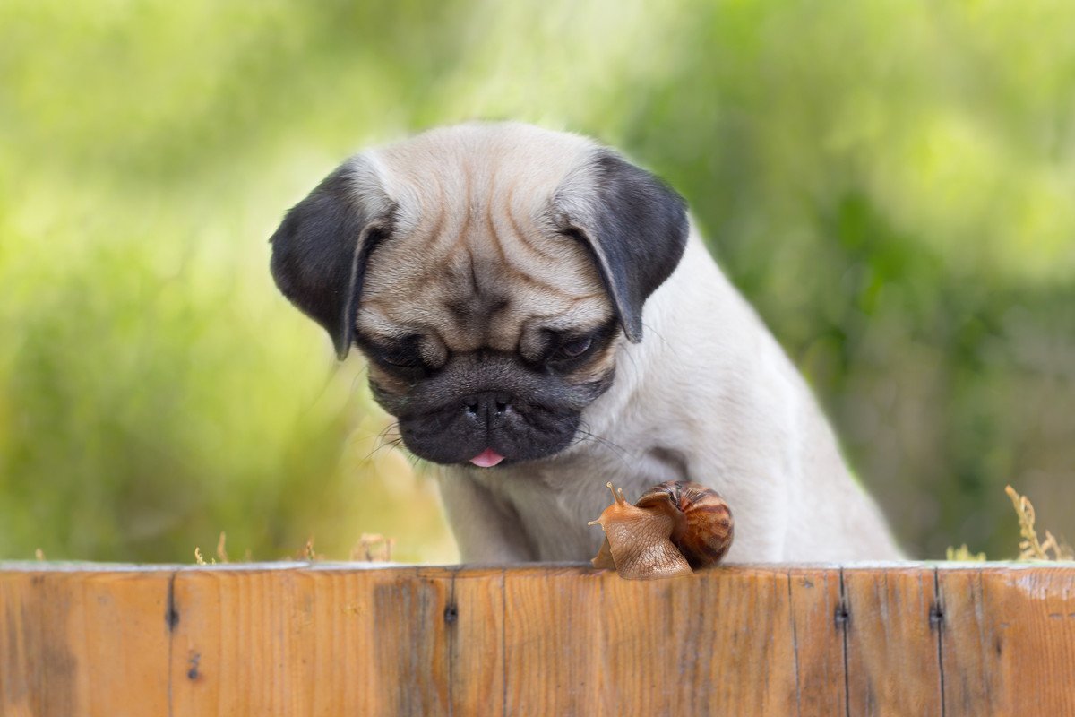 犬が『カタツムリ』を食べたらどうなる？万が一、誤食してしまった場合の応急処置まで