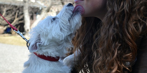 犬の唾液にダイエット効果あり!?でも注意しなくてはいけない感染症も