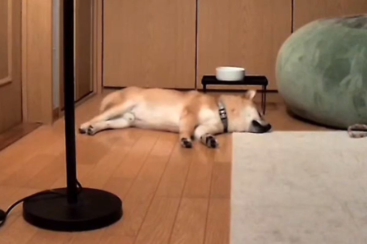 寝ていた犬が『豪快なオナラ』をした結果→起き上がったと思ったら…あまりにも白々しい『表情』が44万再生「思ったよりデカくて草」「可愛いｗ」