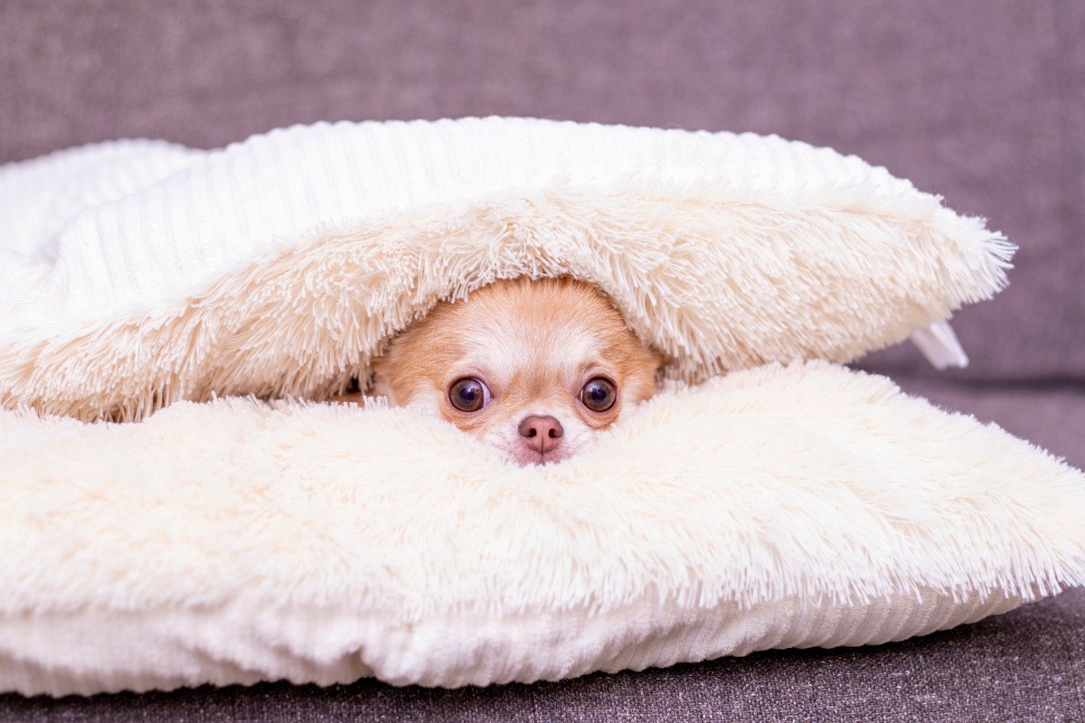 寒がりな犬に効果的な「寒さ対策」5つ！愛犬と冬を乗り越えるコツとは