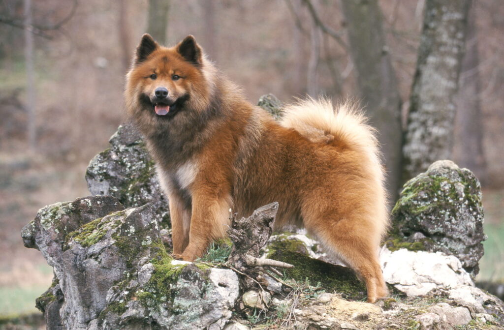 【獣医師監修】ユーラシアってどんな犬種？特徴と性格や飼い方・価格相場まで解説